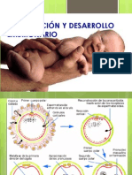 Desarrollo Embrionario y Circulacion Fetal