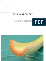 xylem in celery