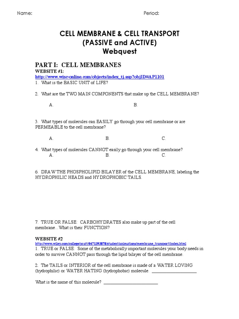 Cell Membrane And Transport Web Quest Pdf Osmosis Lipid Bilayer