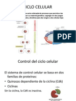 CICLO CELULAR Presentacion