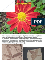 Angiospermas 1 PDF