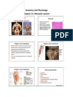 Anatomy and Physiology Notes For Exam 3