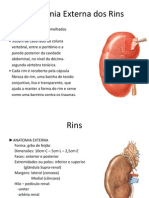Anatomia Externa Dos Rins