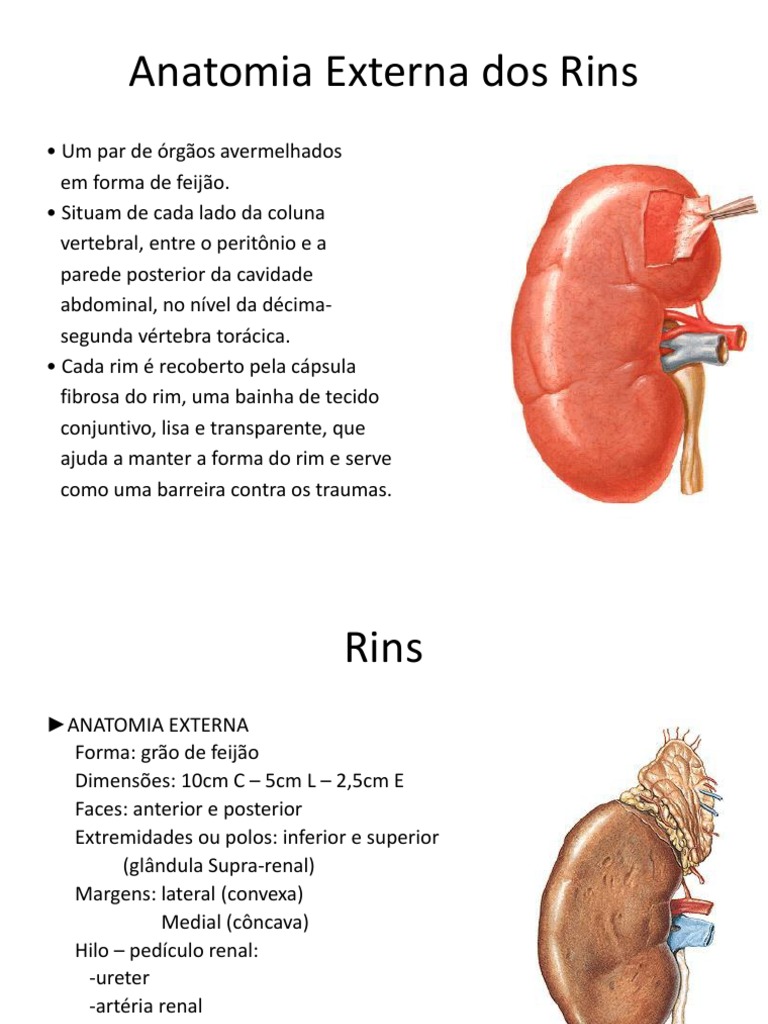 Dentre As Funções Hormonais Dos Rins Estão Relacionadas A