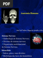 Anatomia Humana
