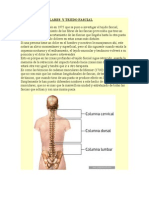 Cadenas Musculare y Tejido Facial