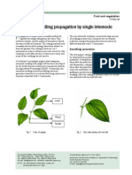 Pepper Seedling Propagation by Single Internode: PT2004-06 Practical Technology