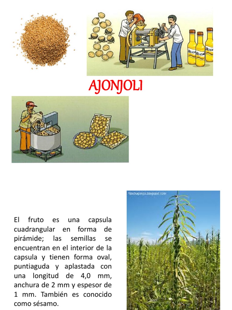 AJONJOLI Sesame Oil
