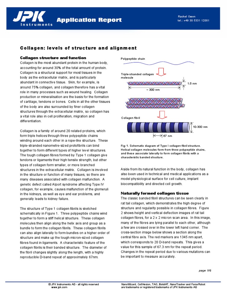 Collagen Levels of Structure Collagen Extracellular Matrix