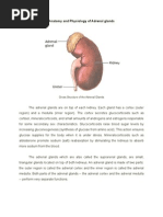 Download Anatomy and Physiology of Adrenal Glands by xxxcamzxxx SN18148969 doc pdf
