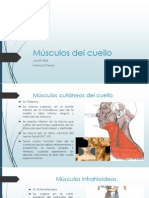 Musculos Del Cuello