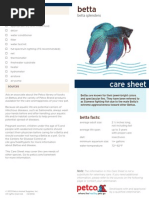 Betta Care Sheet