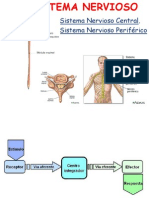 sistema nervioso mio