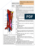 Sectiunea 13 Manunchiul Vasculonervos Al Gatului Glanda Tiroida Traheea Esofagul PDF