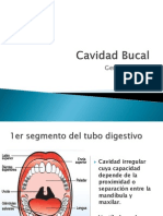 Cavidad Bucal