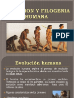 Evolución Humana Explicada