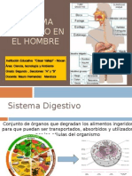 Digestion en El Hombre 2