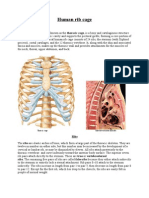 Human Rib Cage