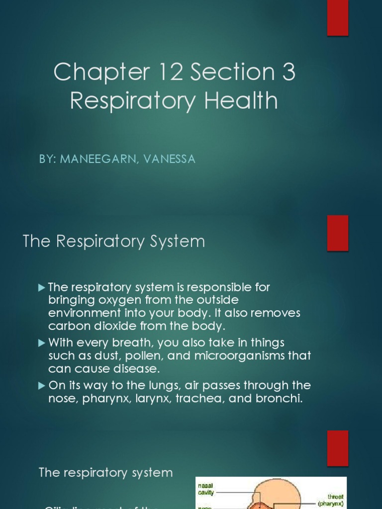 Chapter 12 Section 3 | PDF | Respiratory Tract | Lung