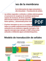 Funciones de La Membrana