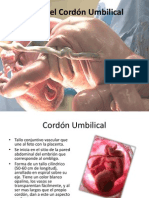 Formación Del Cordón Umbilical Ginecoobstetricia