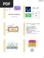 Anatomia Microbiana 04