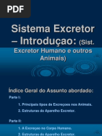 Aula 7 Aparelho Excretor 1