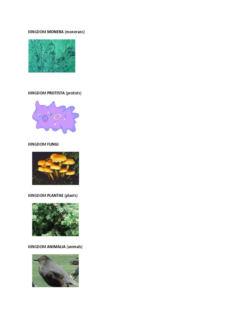Kingdom Monera | PDF