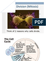 Mitosis Slides