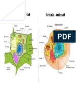 Dibujo comparación entre célula animal y vegetal para subir a la plataforma