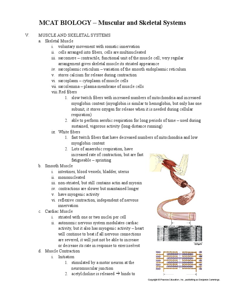 MCAT Biology Notes 3 PDF | PDF | Luteinizing Hormone | Bone