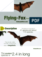 Flying Foxes - The largest bats in the world
