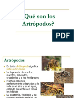 Qué Son Los Artrópodos - Ok