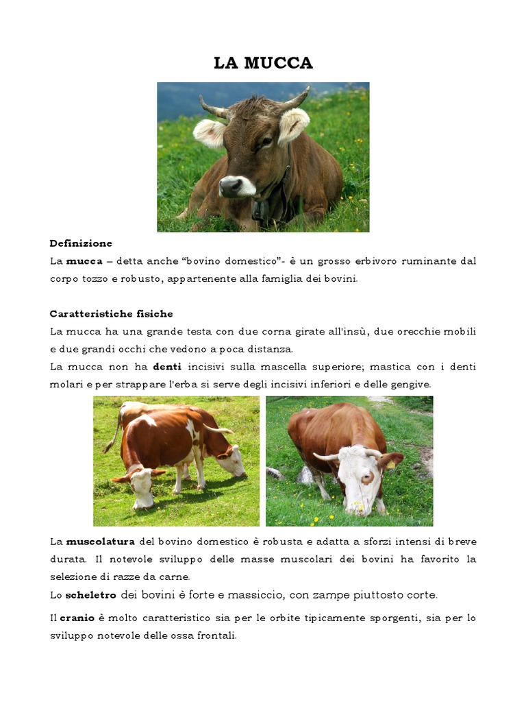 La Mucca | PDF