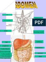 abdomen.ppt