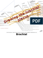 How To Draw The Brachial Plexus PDF