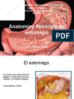 Anatomia y Fisologia Del Estom