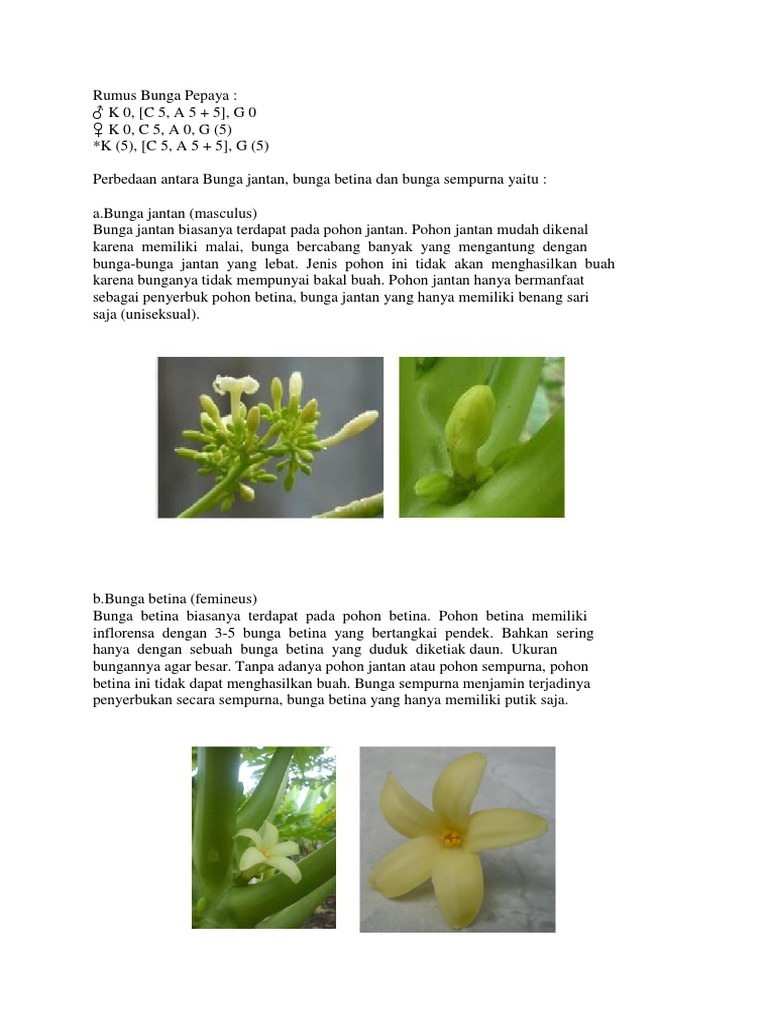  Bunga  Pepaya  docx