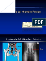 06 Anatomiembro Pélvico