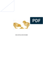 Pollos de Engorde.pdf