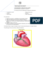 Disección corazón guía laboratorio Biología I medio