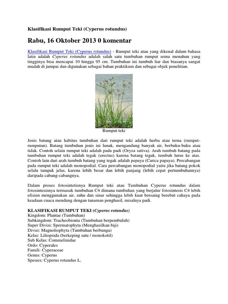 Klasifikasi dan Morfologi Rumput Teki | PDF | Sains & Matematika