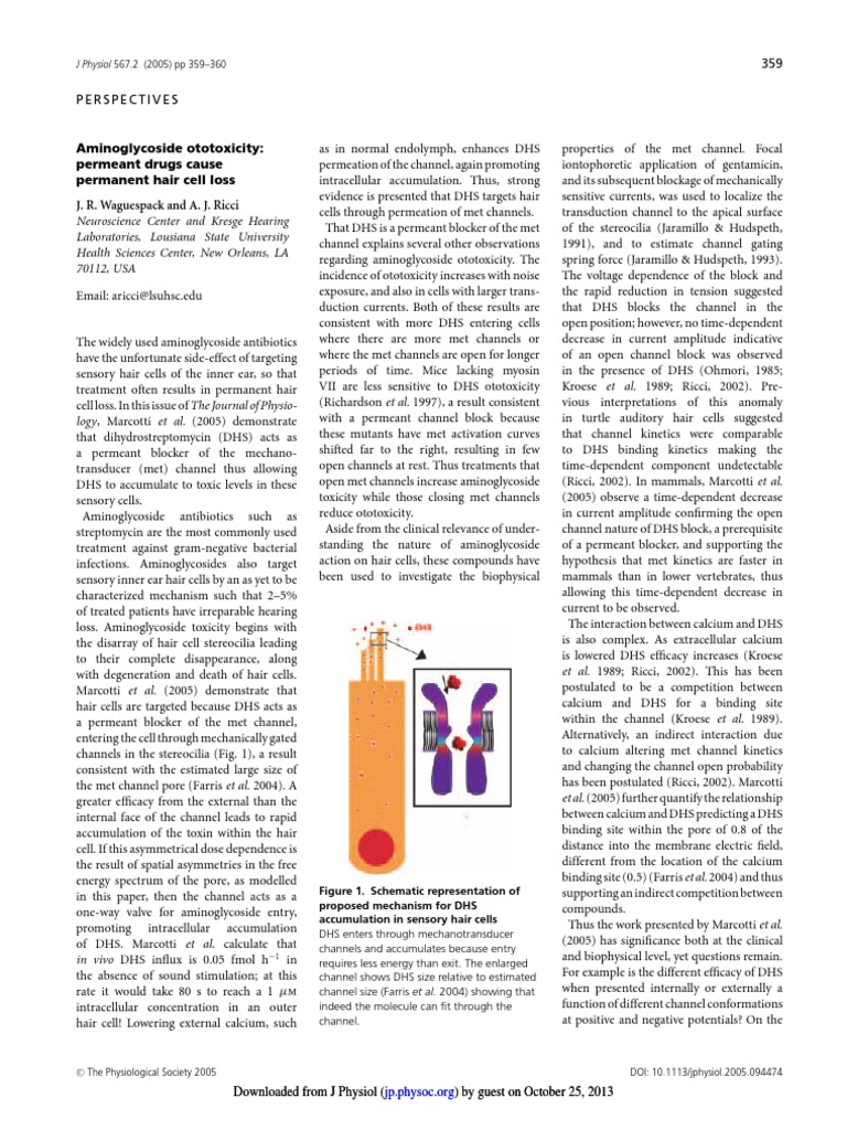 Aminoglycoside Ototoxicity Permeant Drugs Cause Permanent Hair Cell