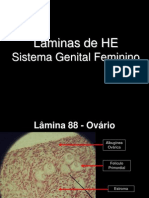 Sistema Genital Feminin o