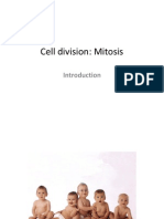 Mitosis Image