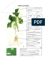 Parts of Plants