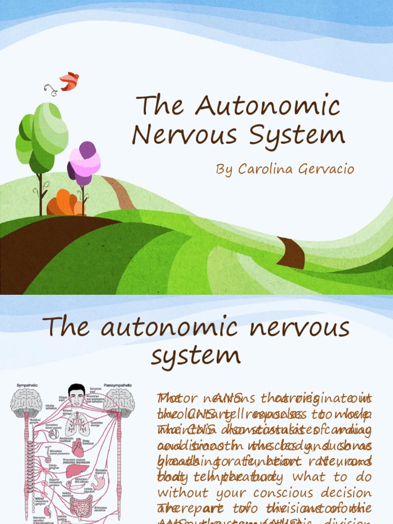 The Autonomic Nervous System | PDF | Respiratory System | Animal Physiology
