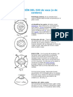 Disección Ojo Vacuno