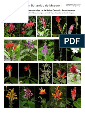 Plantas Ornamentales En La Selva Del Peru Plantas Naturaleza
