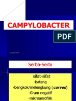 CAMPYLOBACTER